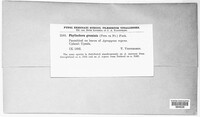 Phyllachora graminis image